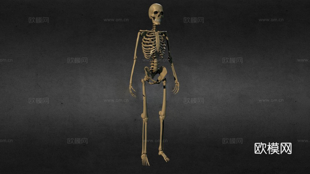 剥皮骨骼3d模型