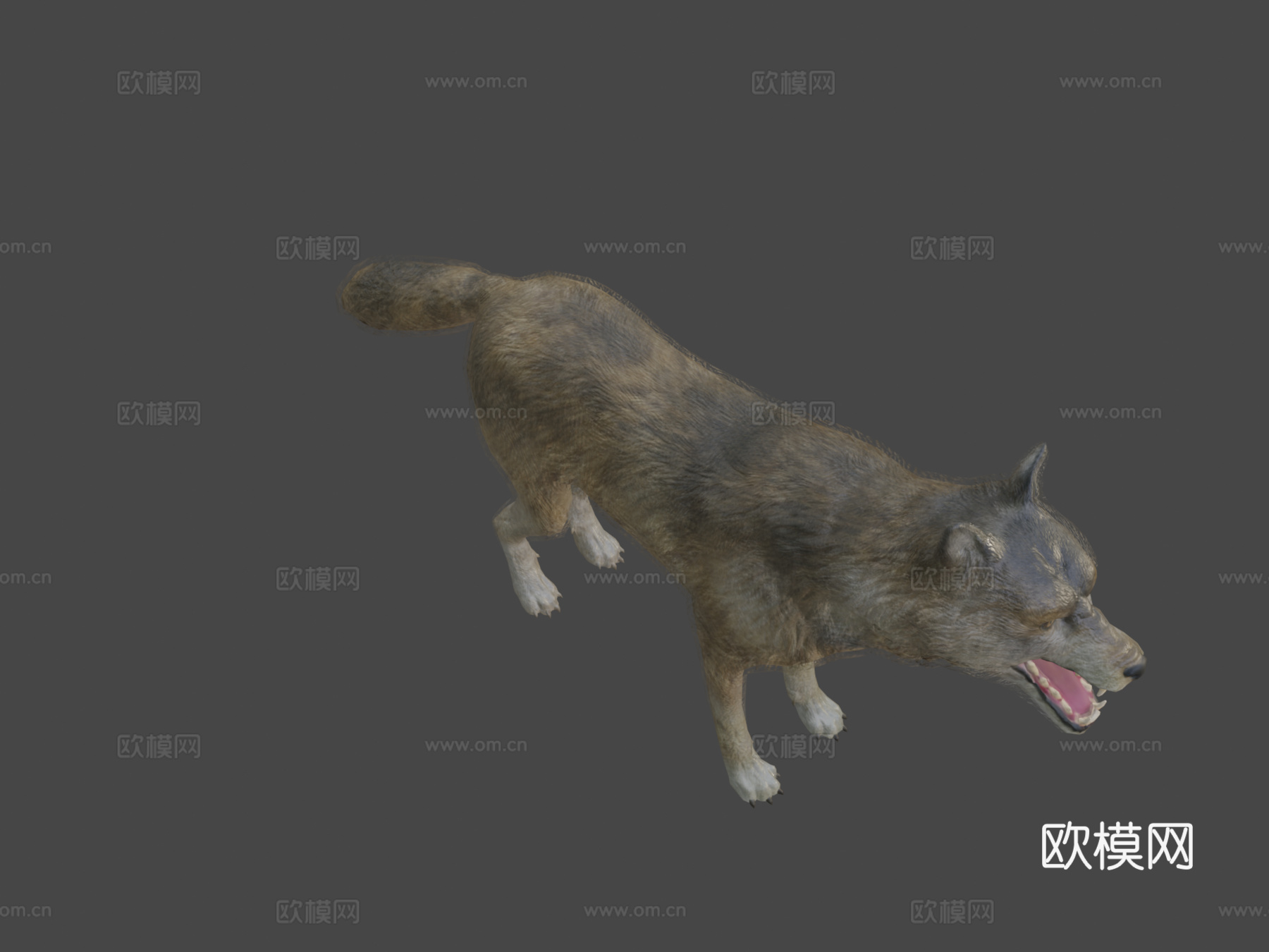 狼动画3d模型