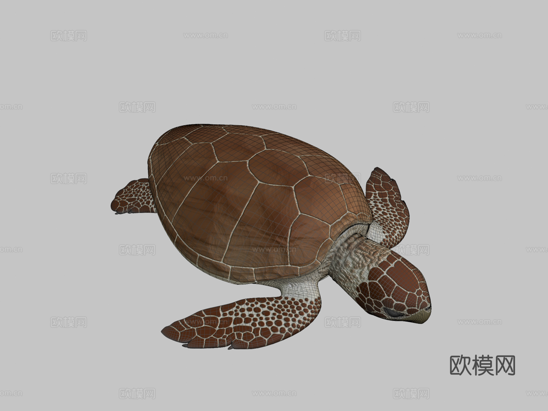 蠵龟3d模型