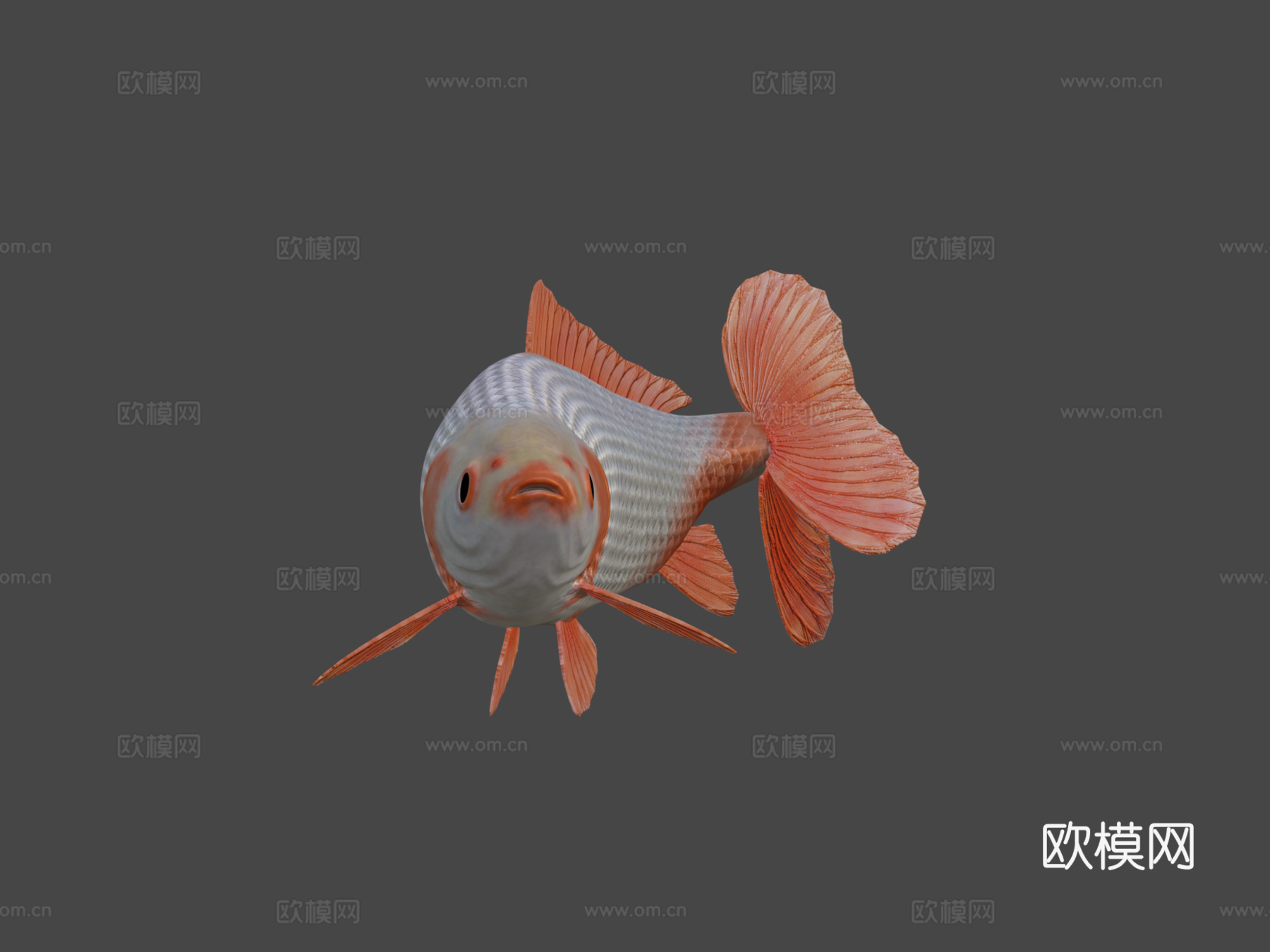 地金金鱼3d模型