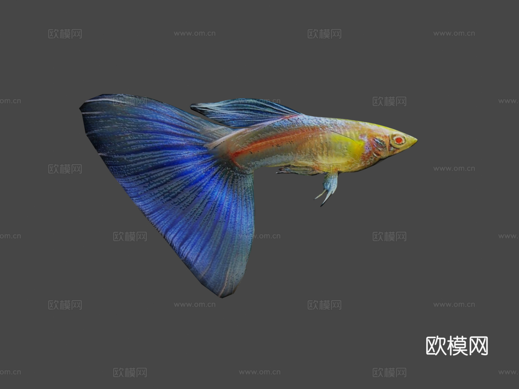 孔雀鱼动画3d模型