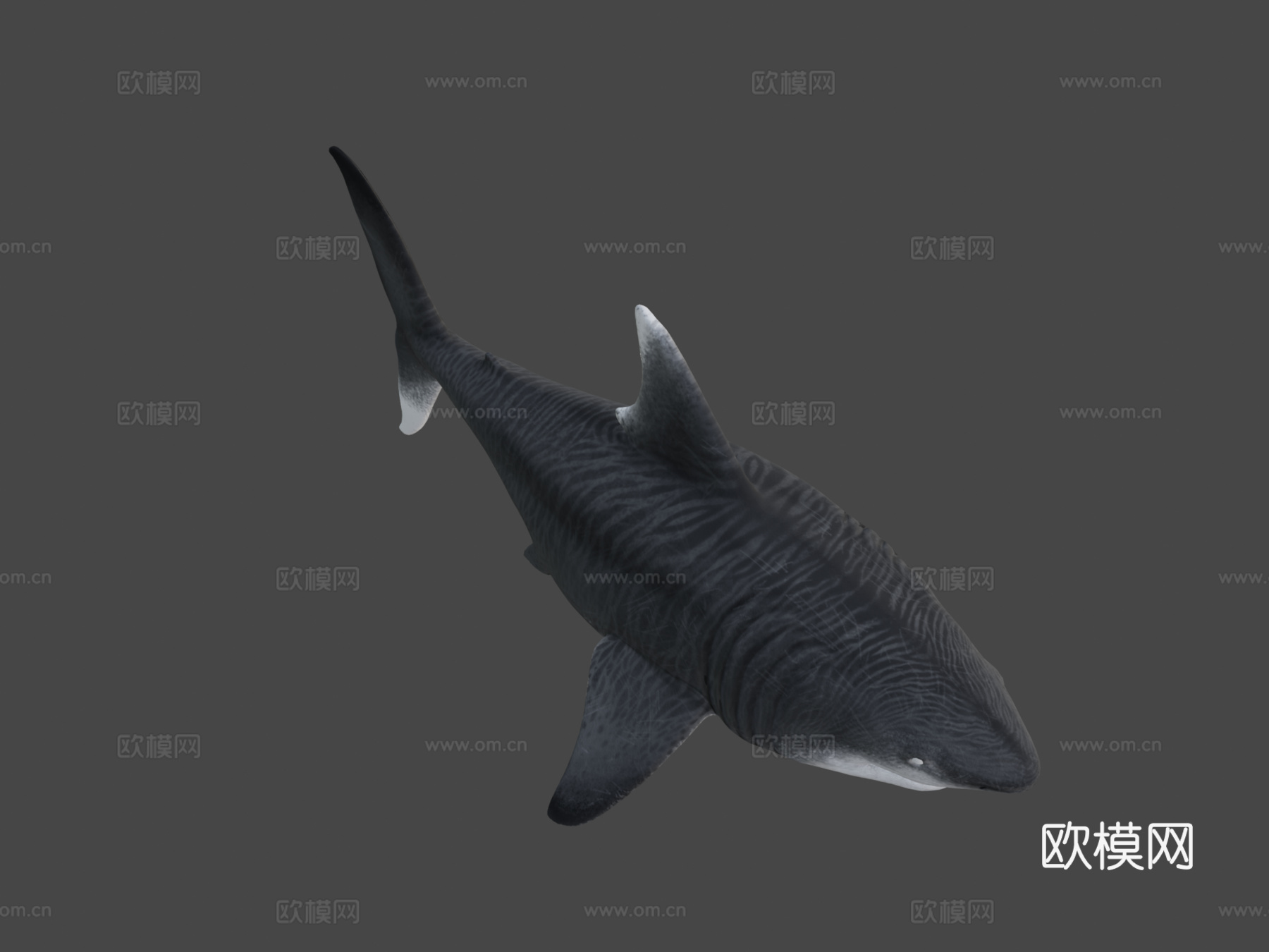 巨齿鲨3d模型