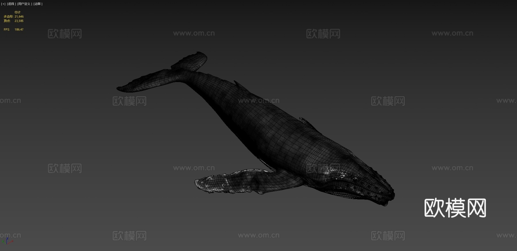 座头鲸(大翅鲸)3d模型