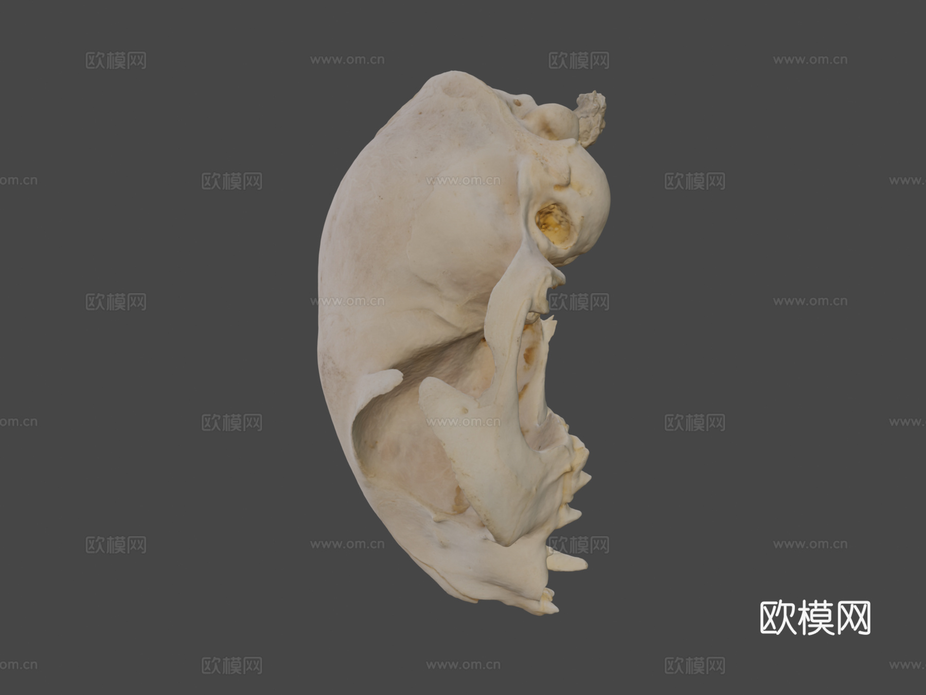 猫头骨3d模型