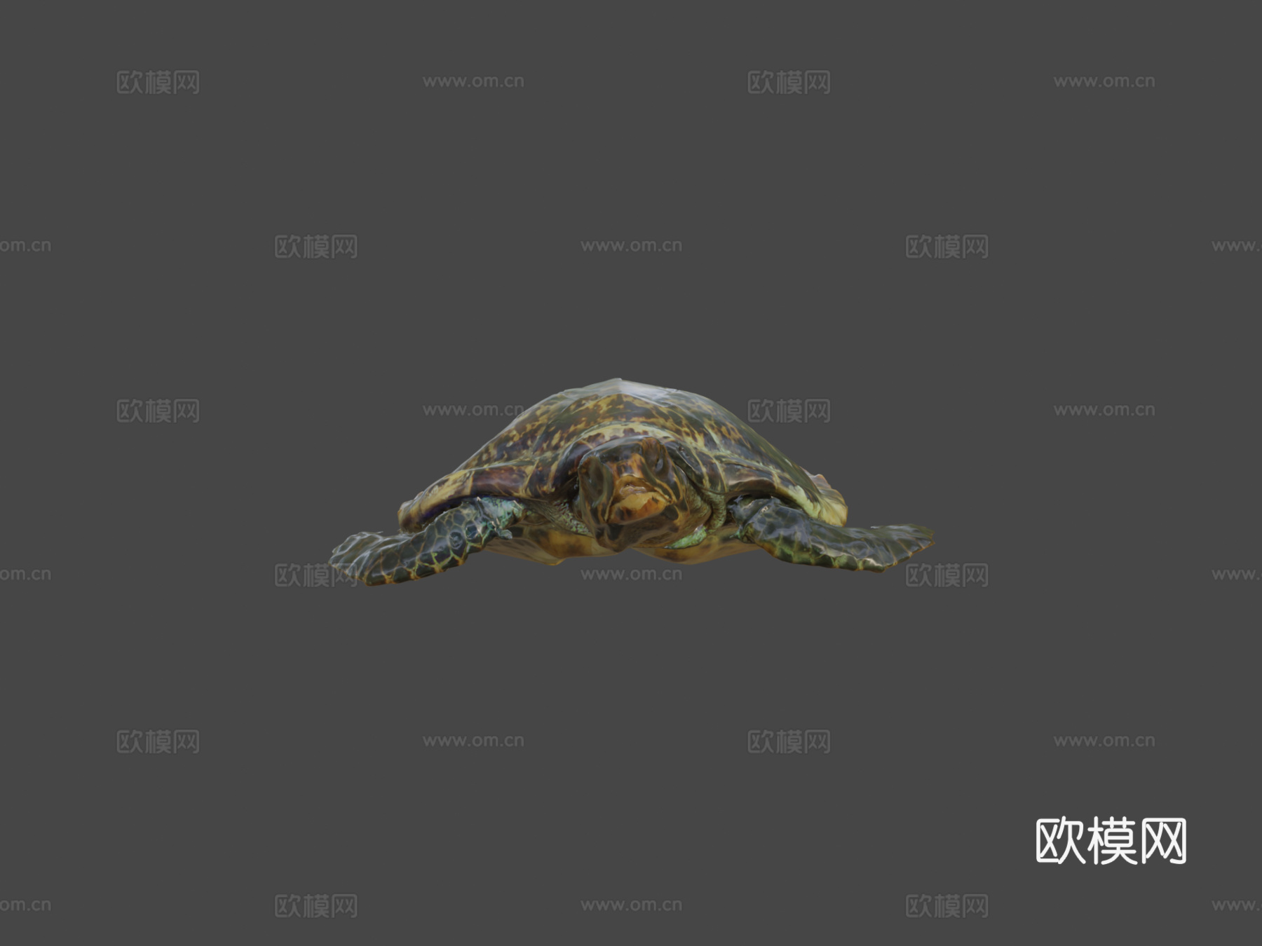 海龟3d模型