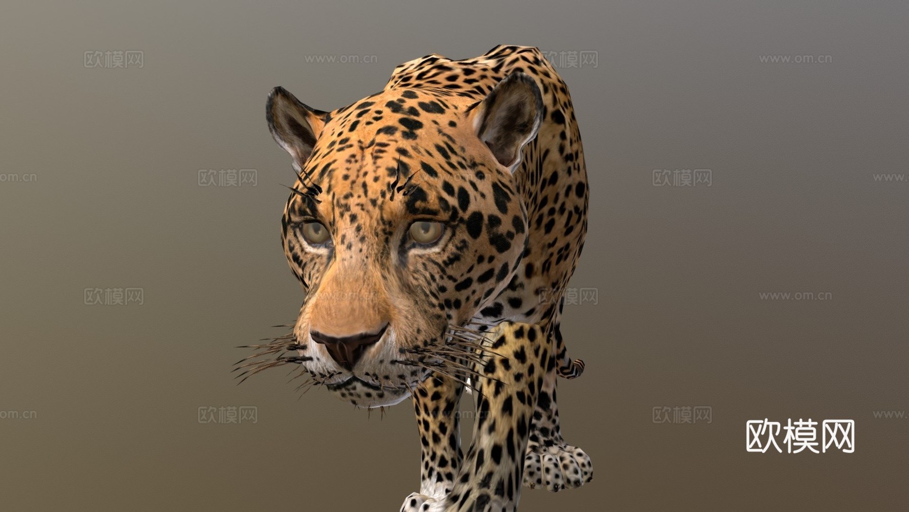 美洲虎3d模型