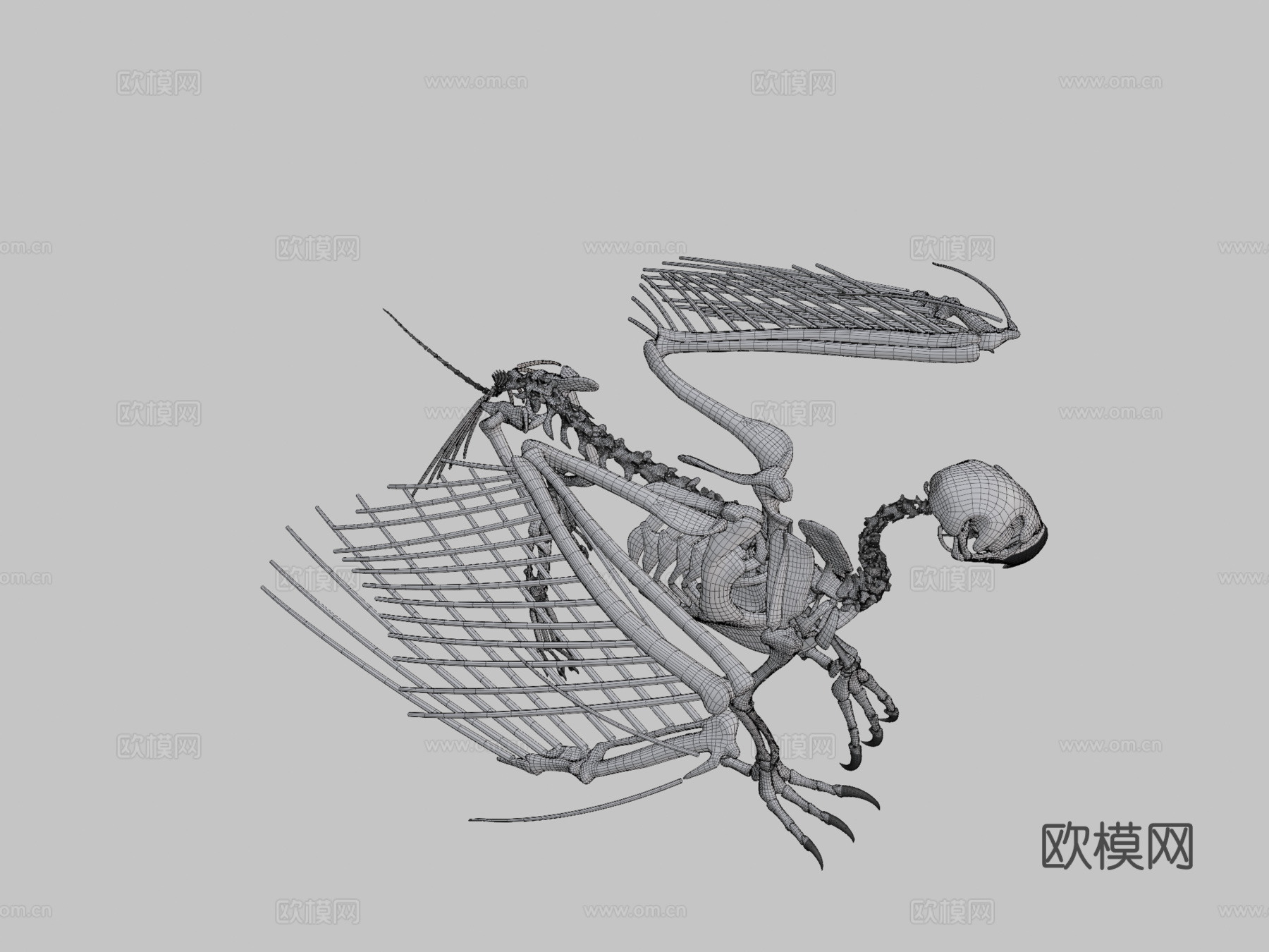 狮鹫骨架3d模型
