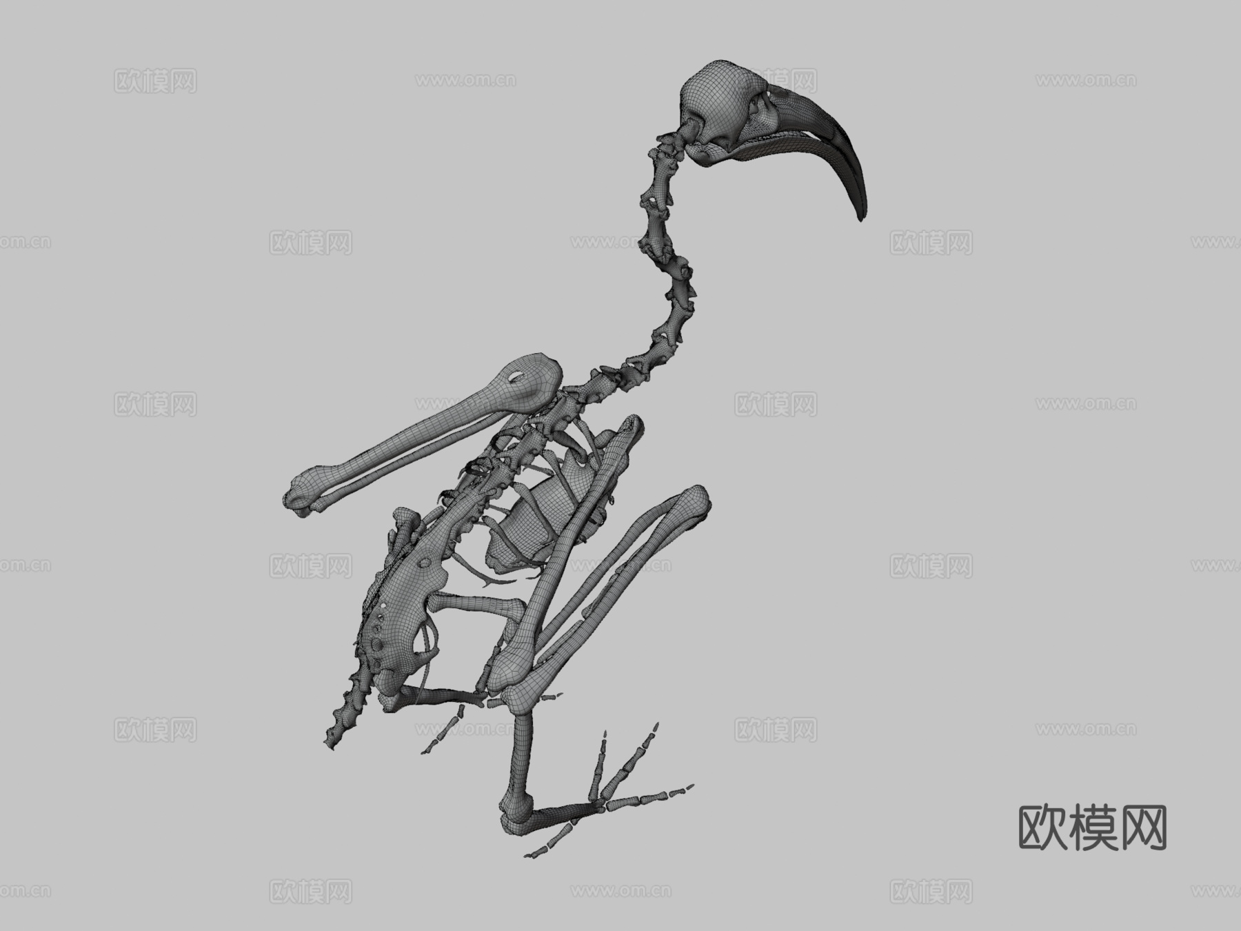 鸟类骨架朱鹭3d模型