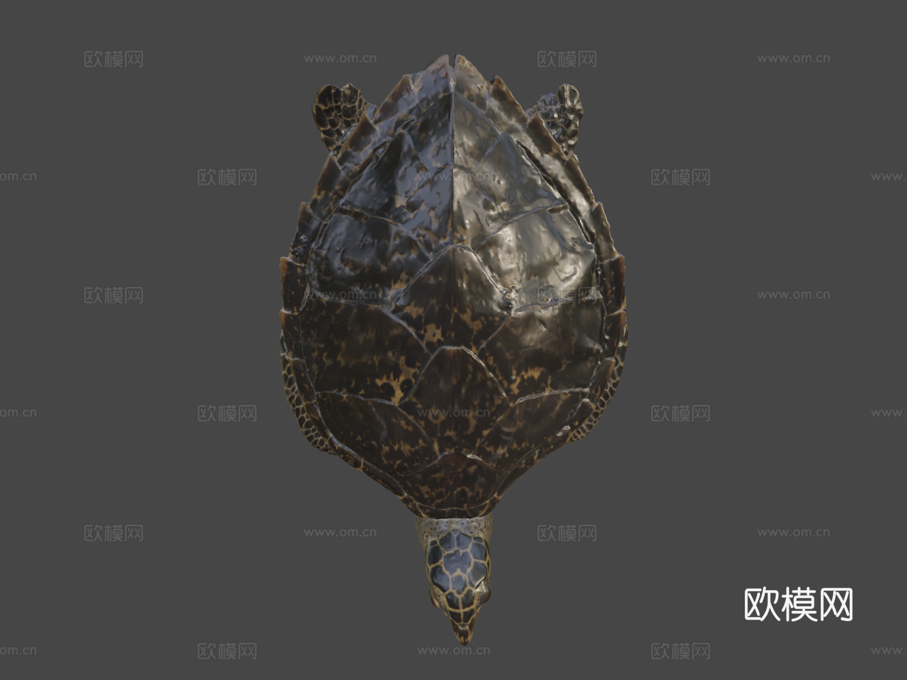 玳瑁海龟3d模型