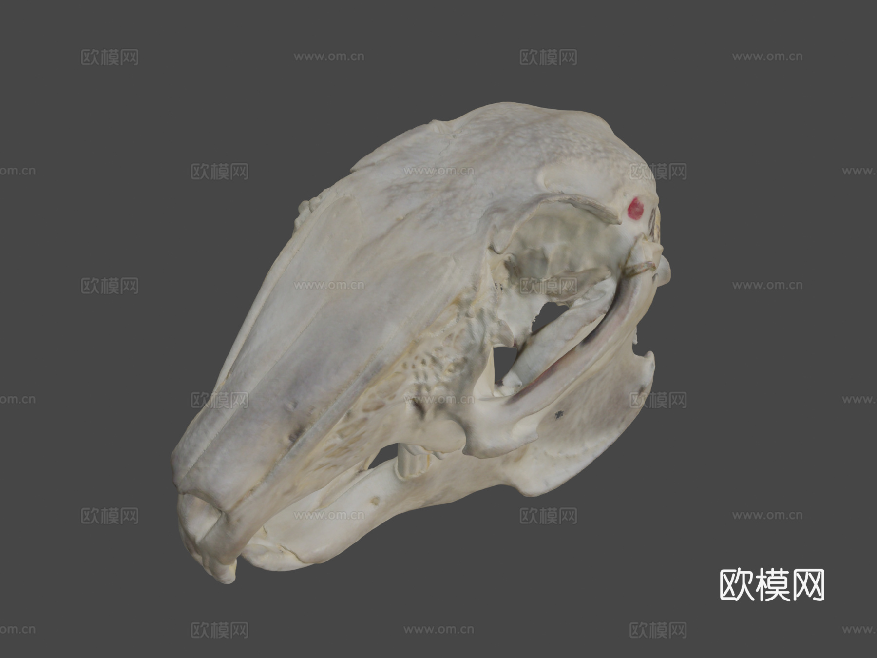 兔头骨3d模型
