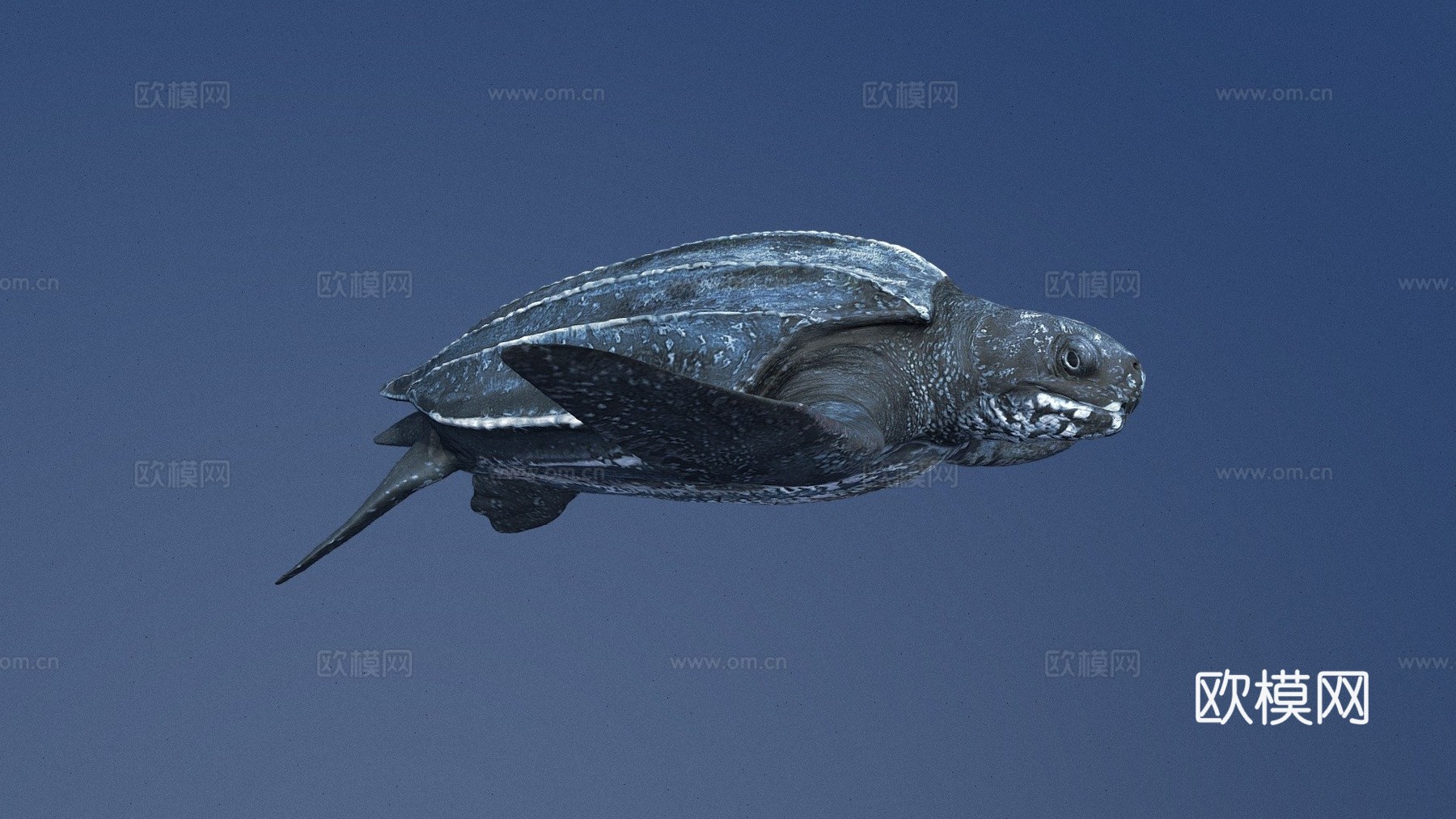 A型-成年棱皮龟=Mac=3d模型