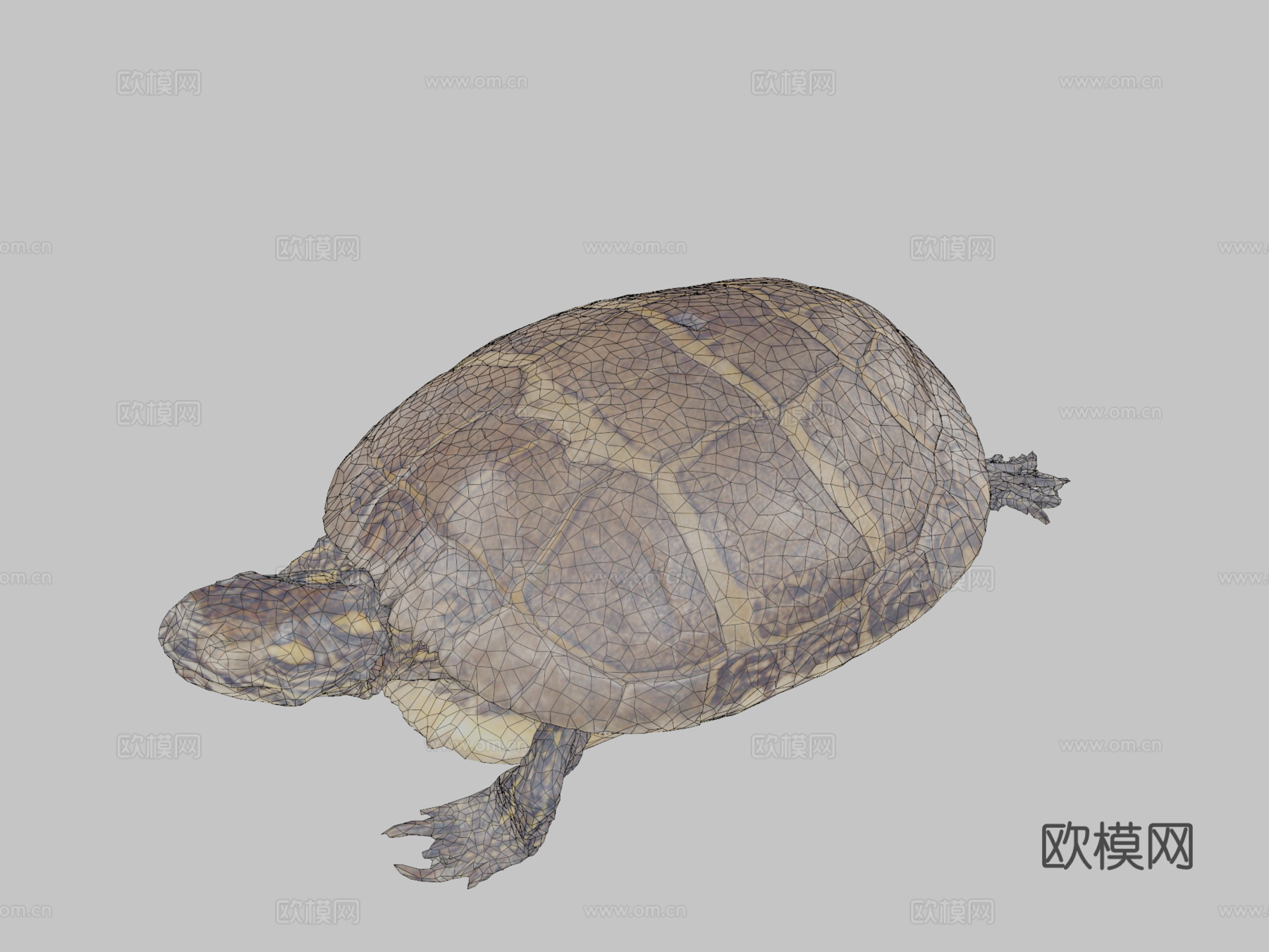 乌龟由RISD自然实验室优化3d模型