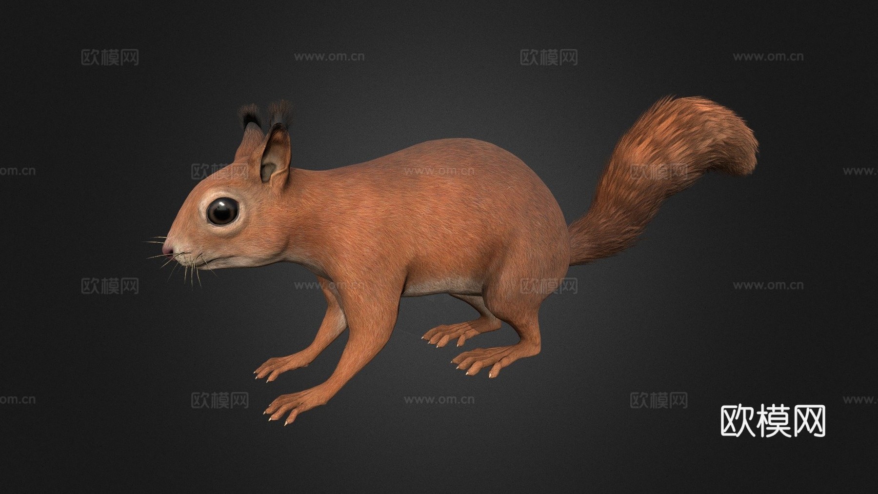 松鼠3d模型