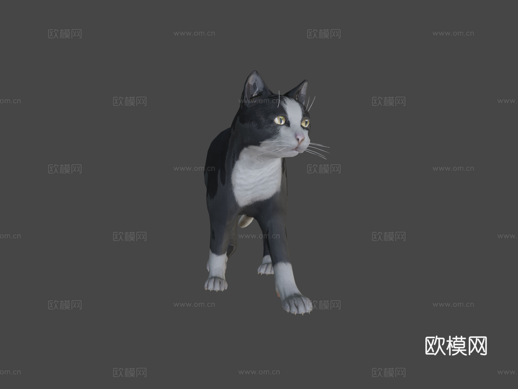 猫的所有动画3d模型