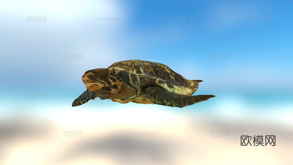 海龟3d模型