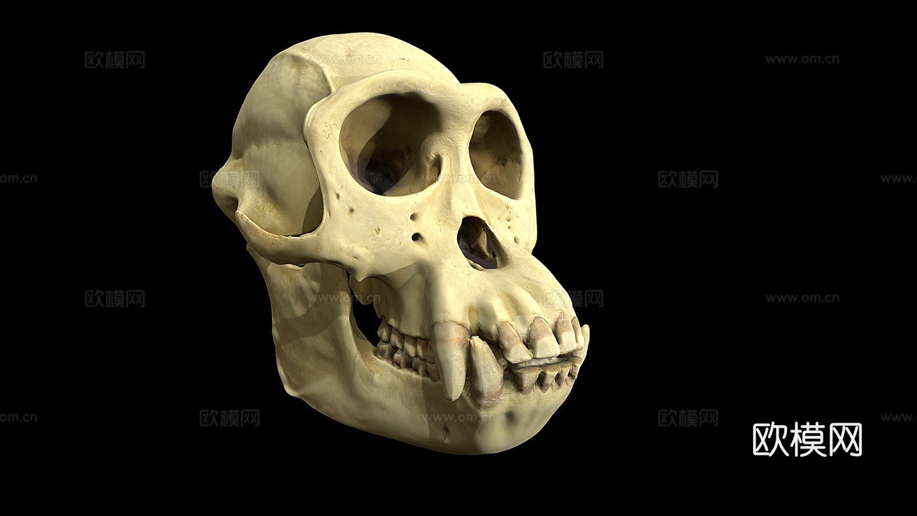 黑猩猩头骨3d模型