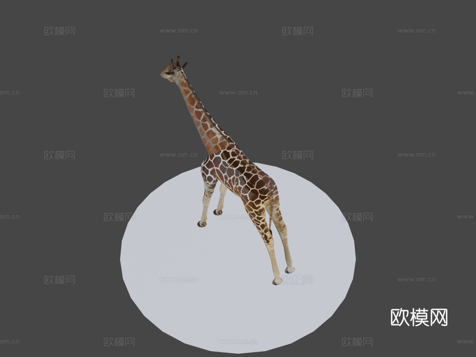 长颈鹿3d模型