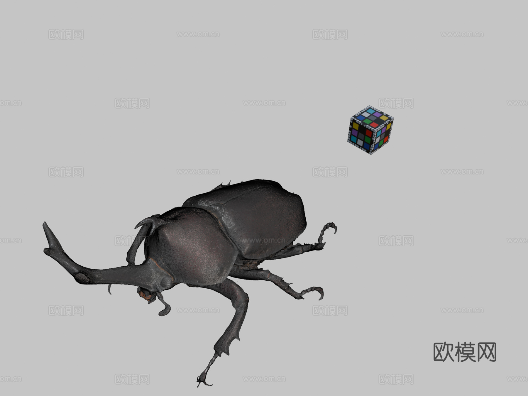 独角仙♂74毫米犀牛甲虫双叉犀金龟3d模型