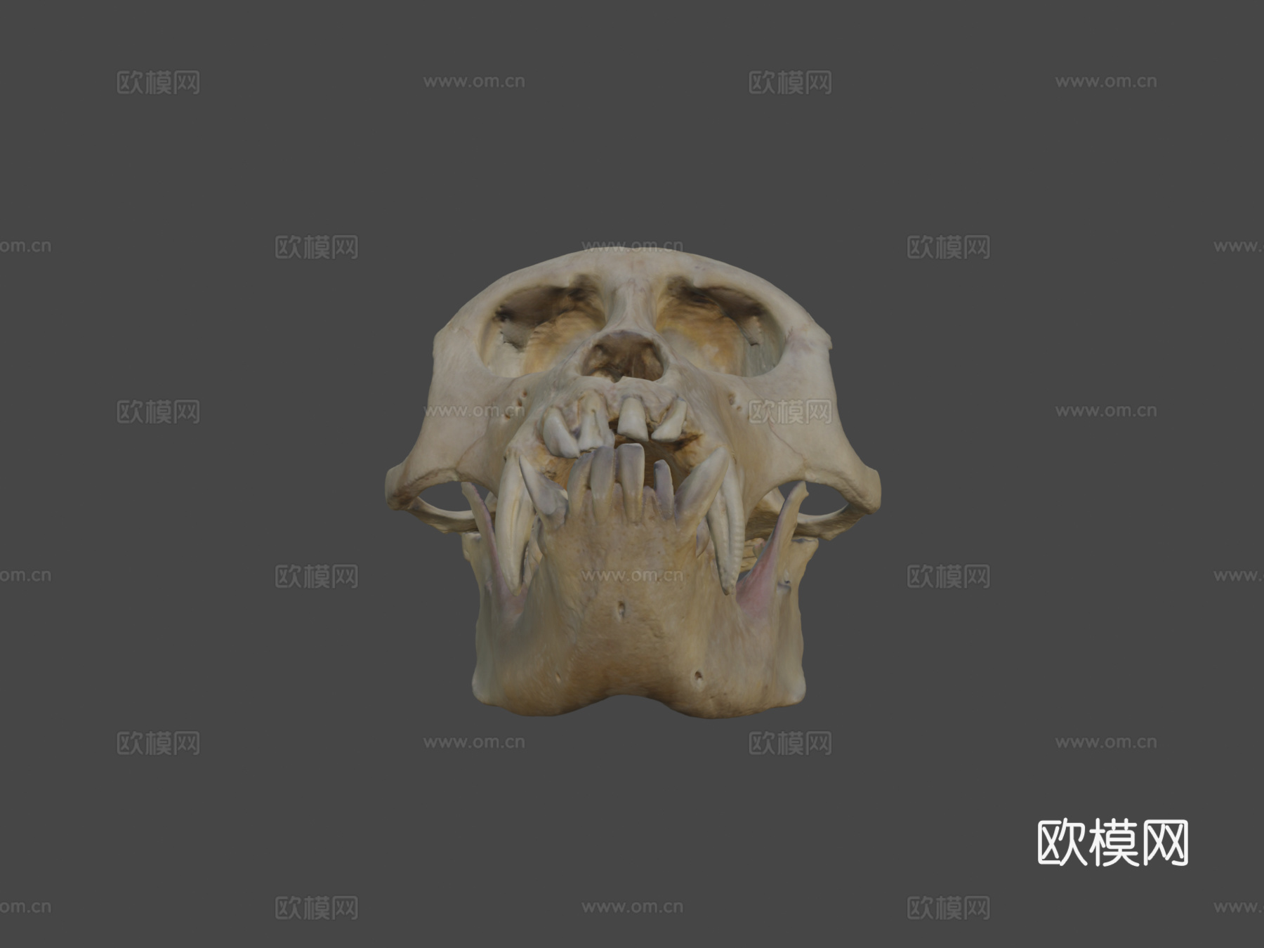 猕猴头骨3d模型