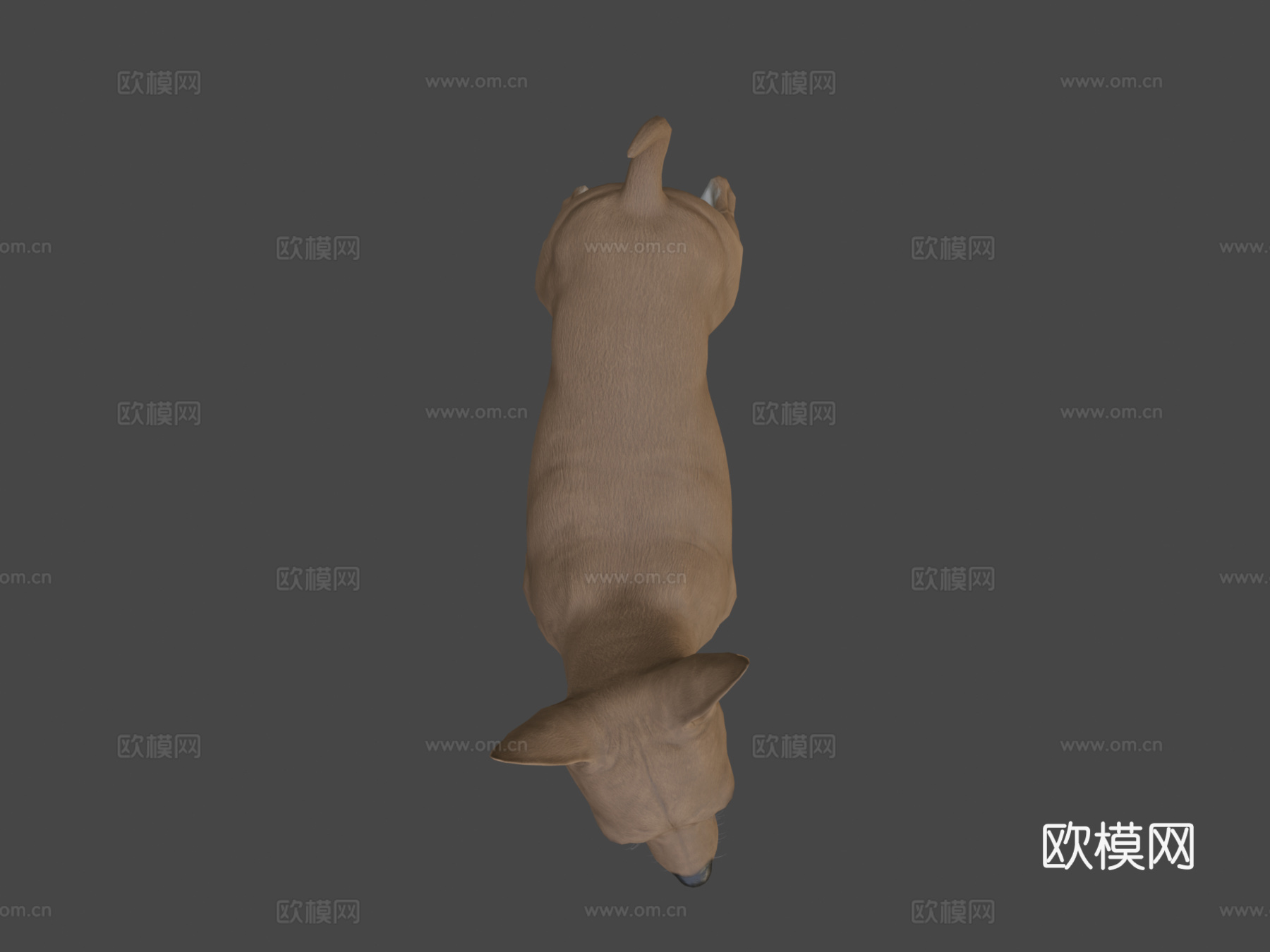 吉娃娃3d模型