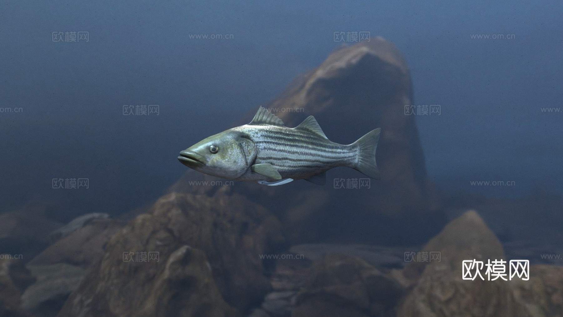 模型69A-条纹鲈鱼3d模型