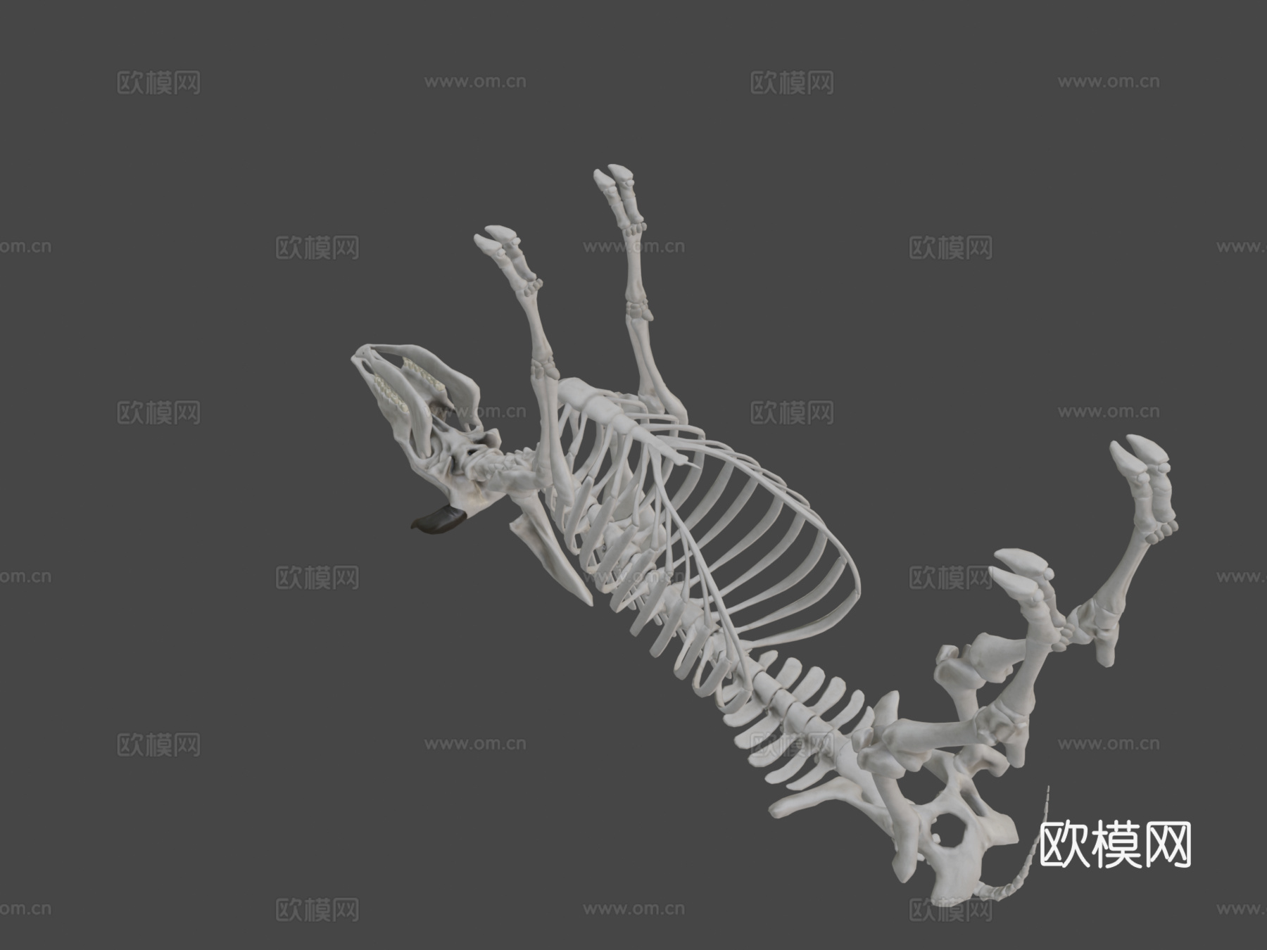 牛骨架3d模型