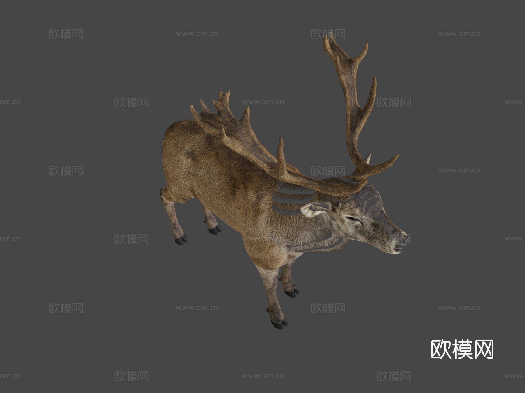 红鹿3d模型