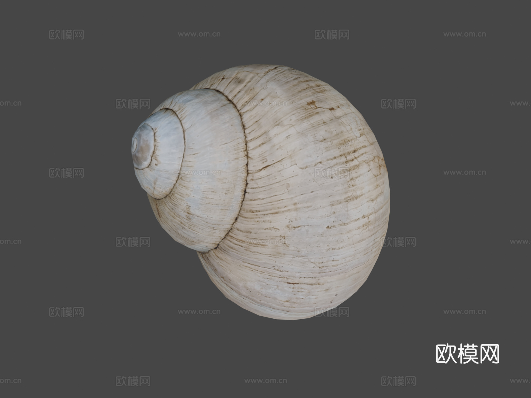 蜗牛壳3d模型