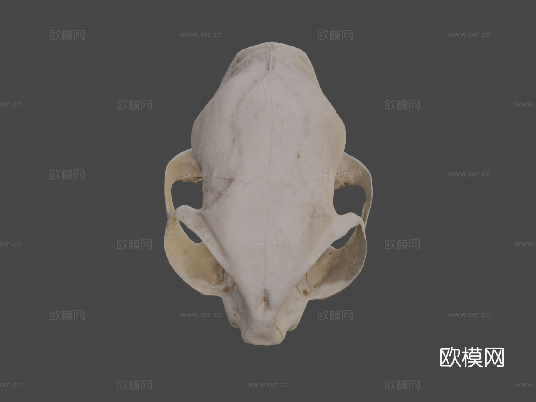 猫头骨3d模型