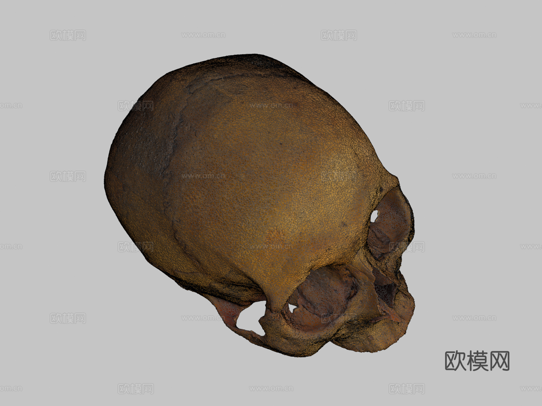 人类头骨3d模型