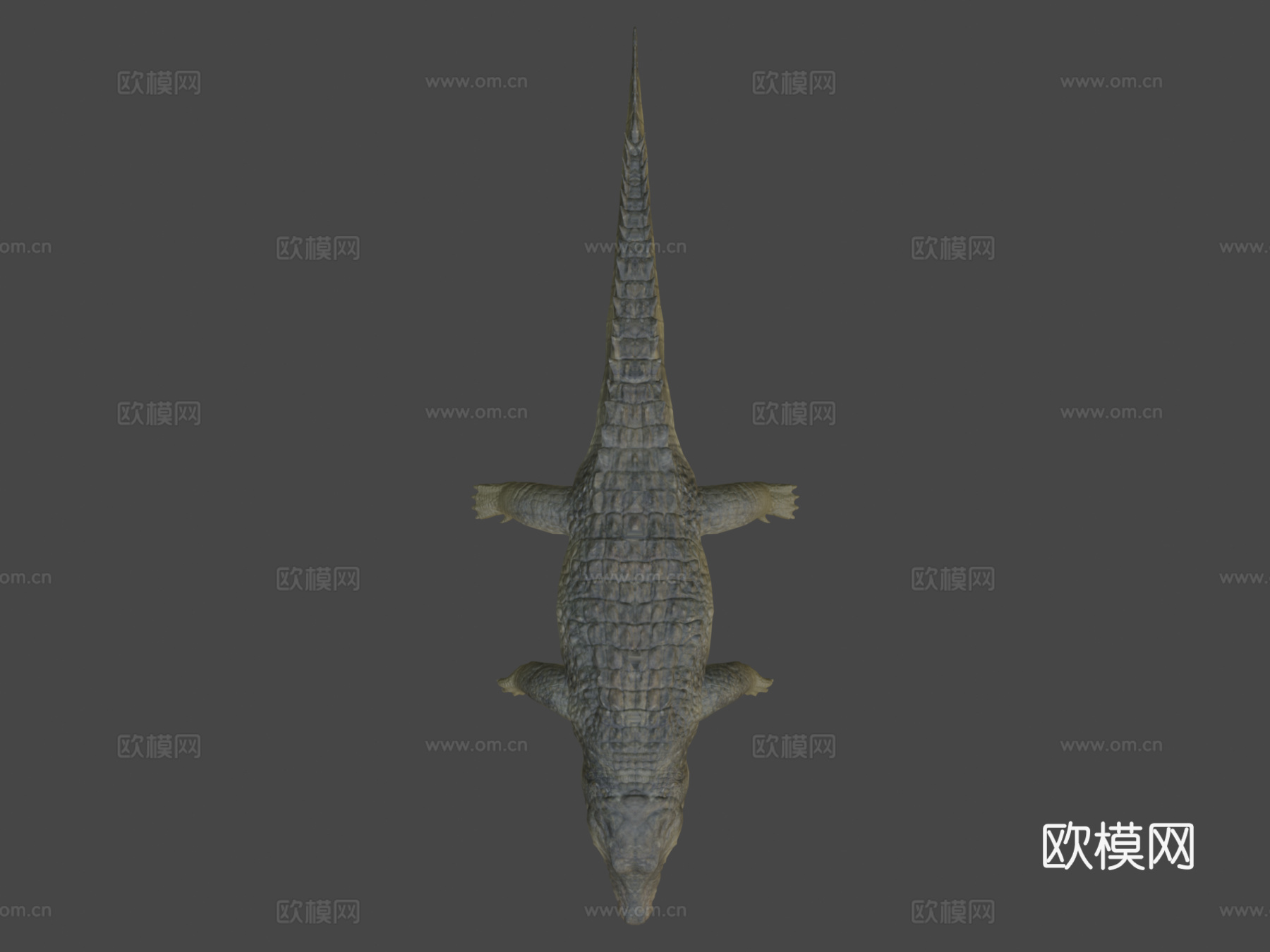 鳄鱼动画3d模型
