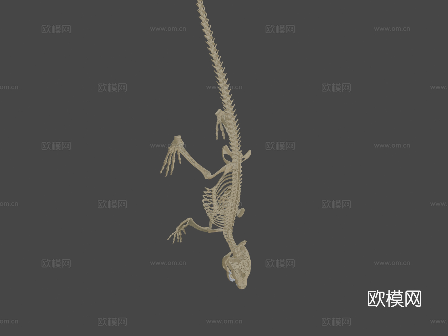鳄鱼骨架3d模型