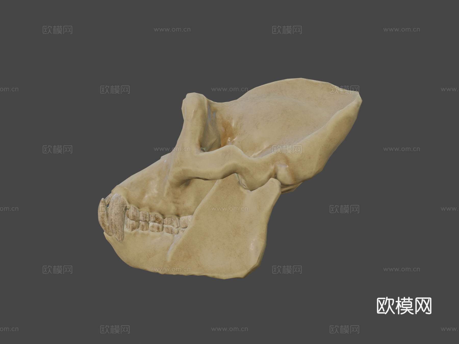 大猩猩头骨3d模型