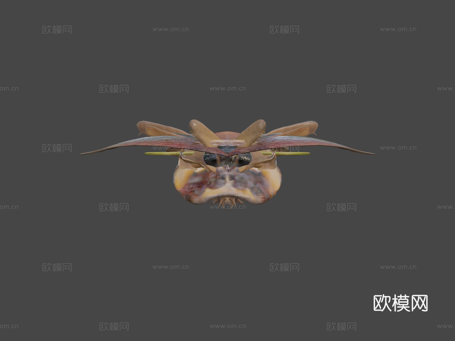 美洲蟑螂3d模型