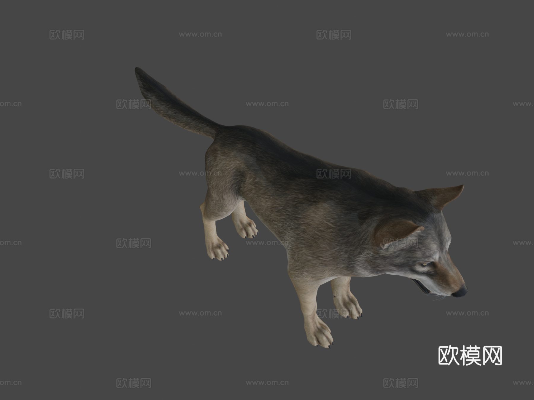 狼动画3d模型