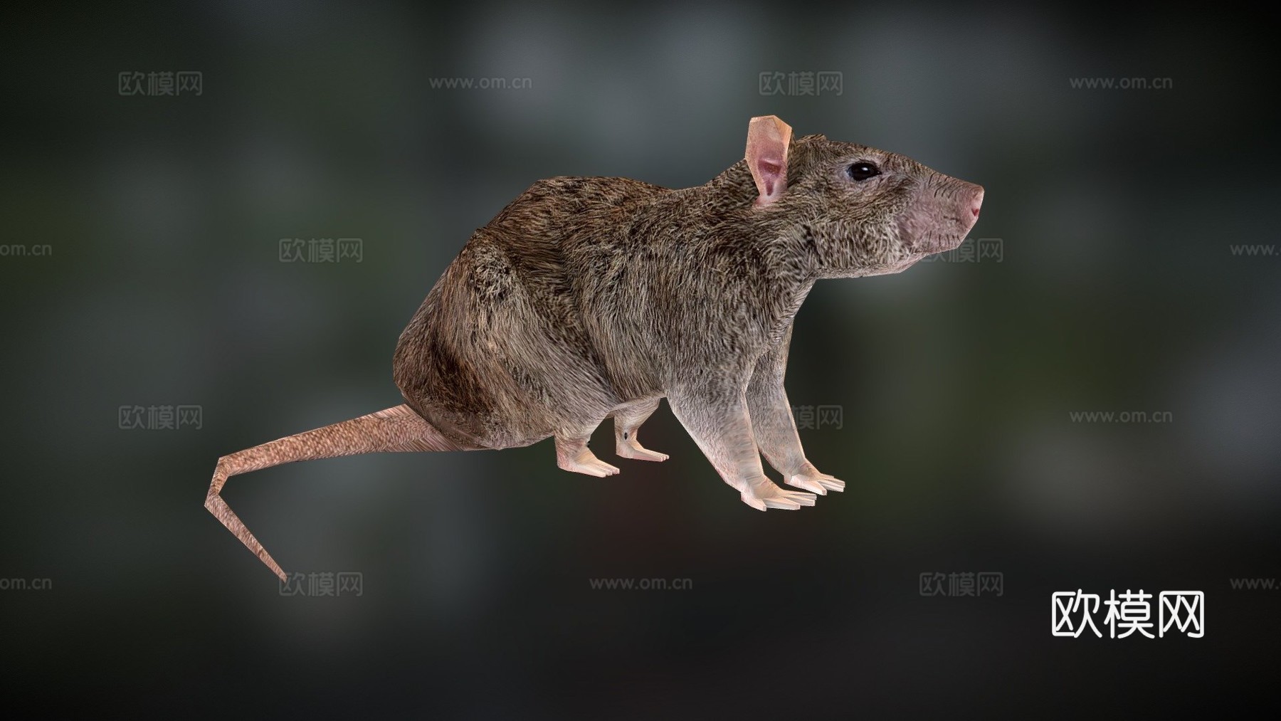 水平旋转鼠3d模型