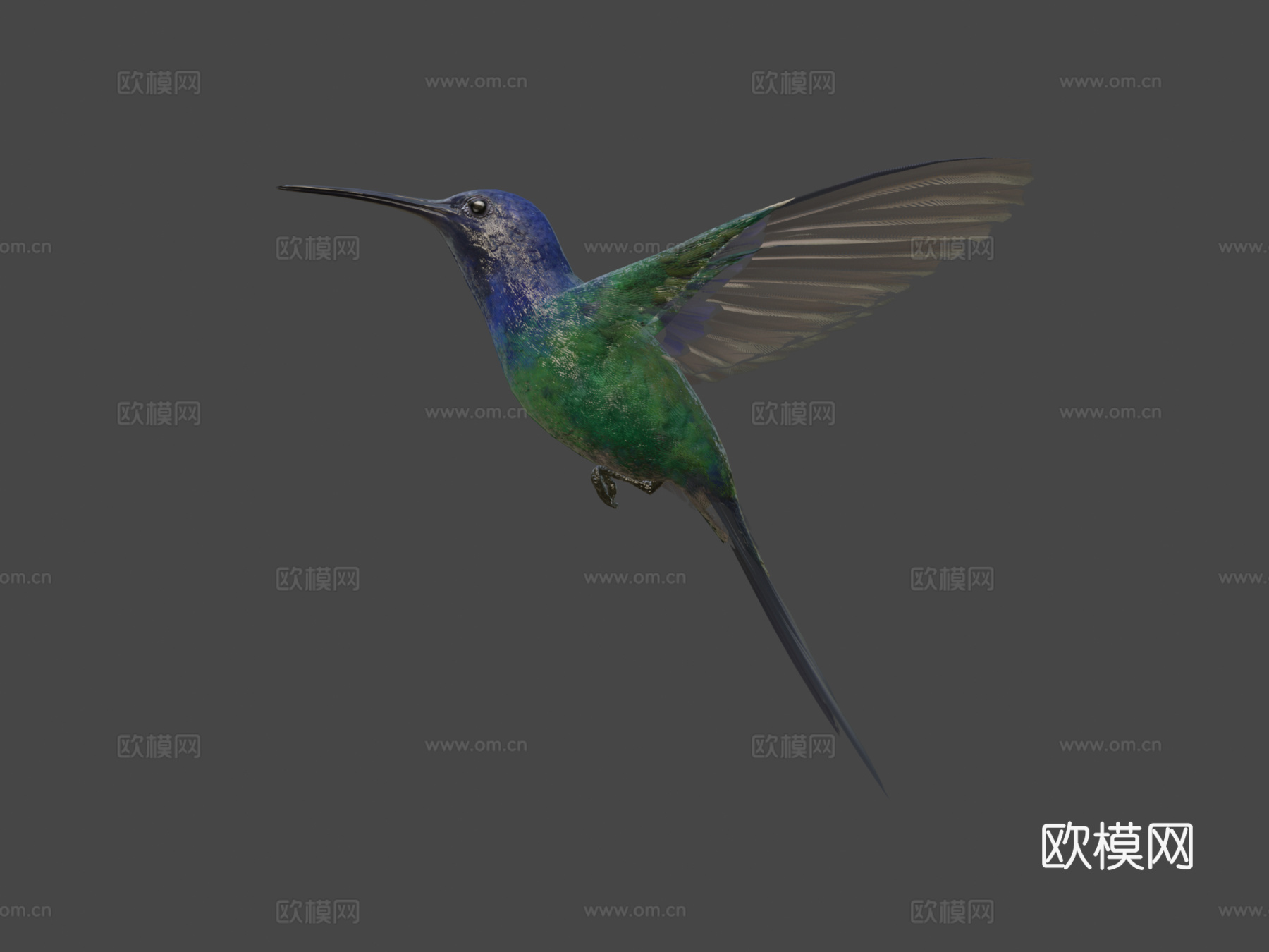燕尾蜂鸟3d模型