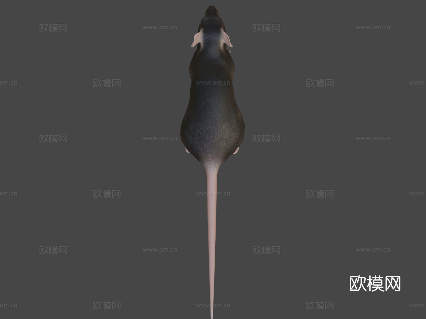 老鼠3d模型