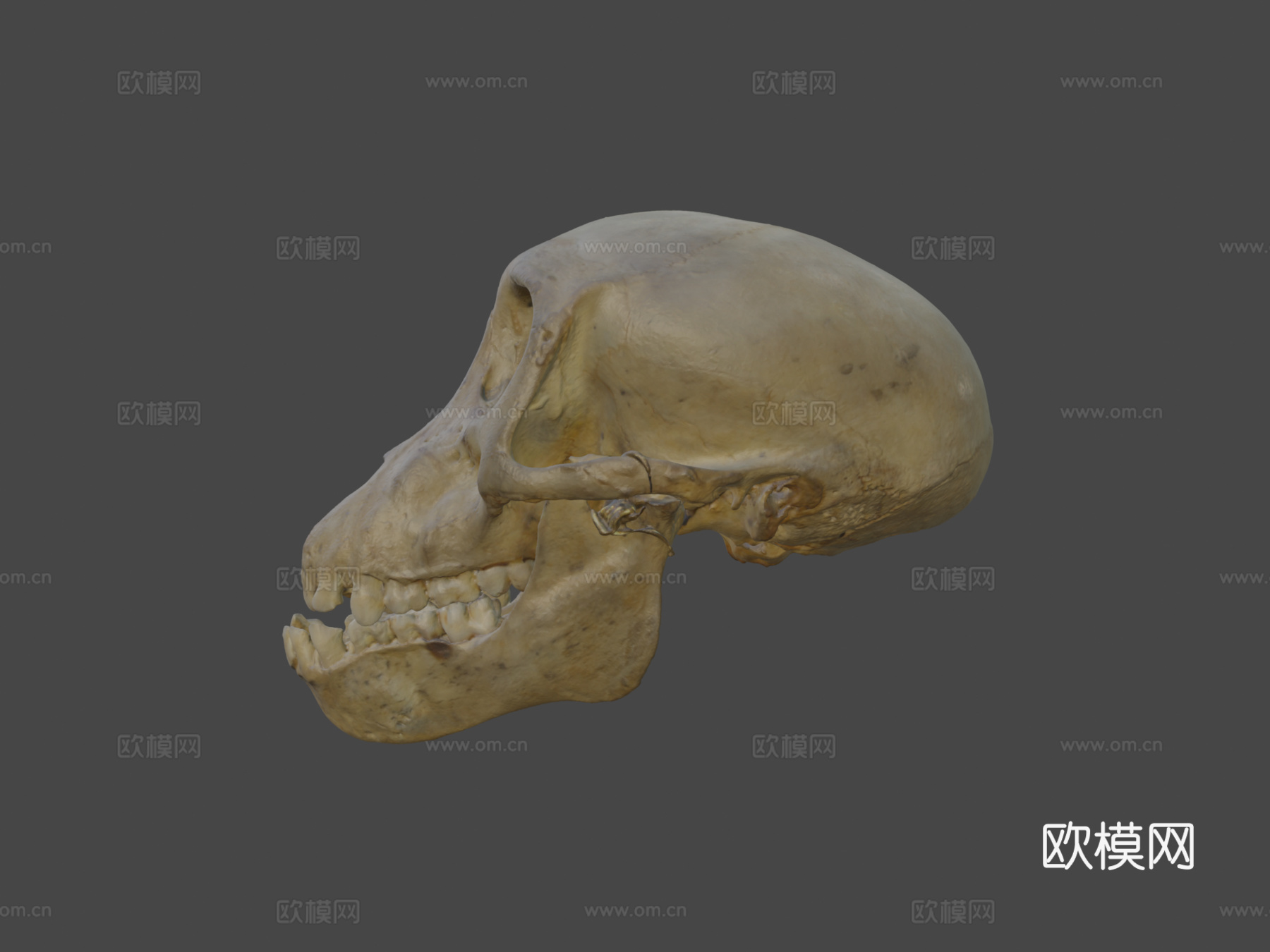 查克玛狒狒头骨3d模型