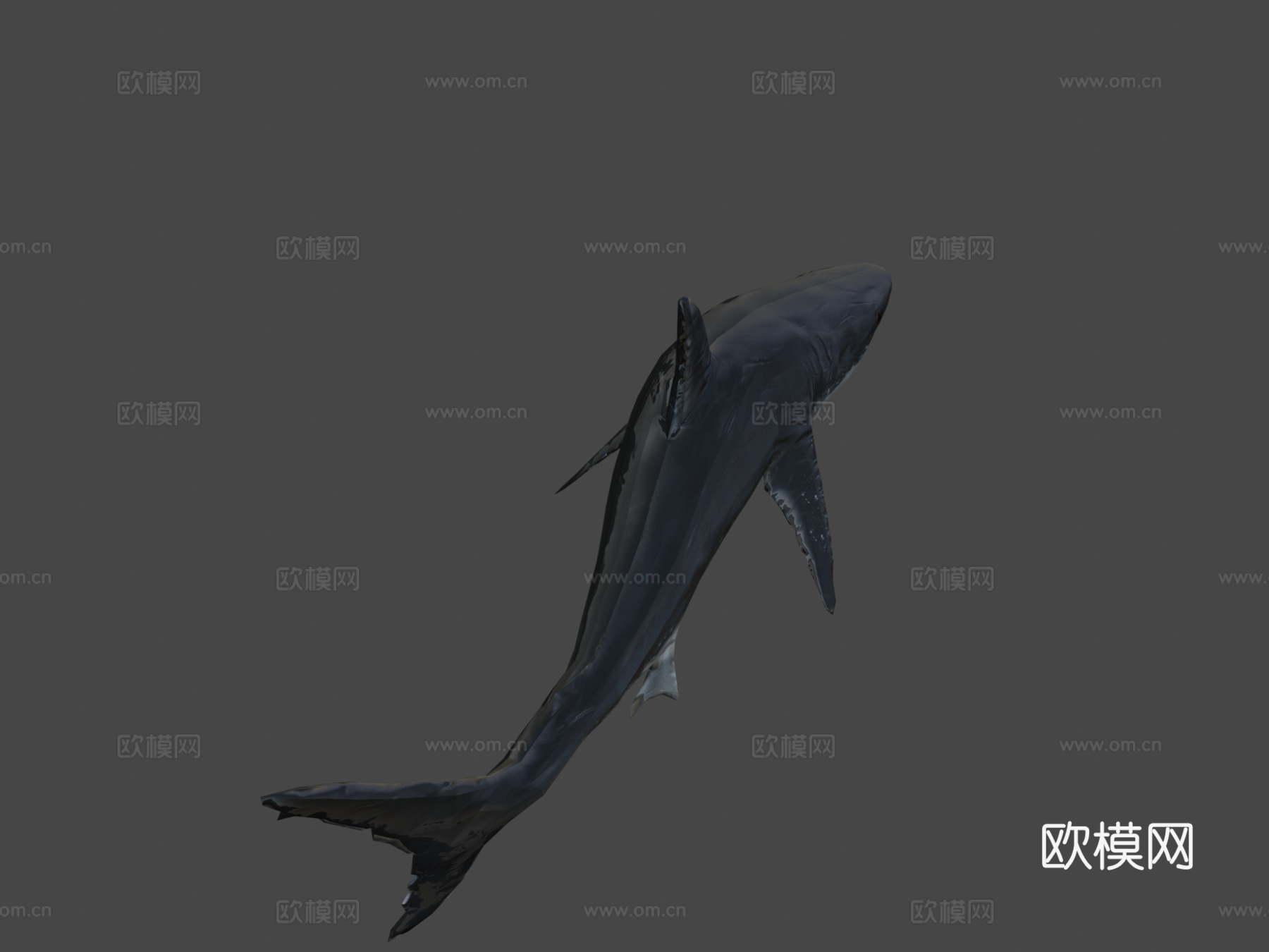 强大巨齿鲨3d模型