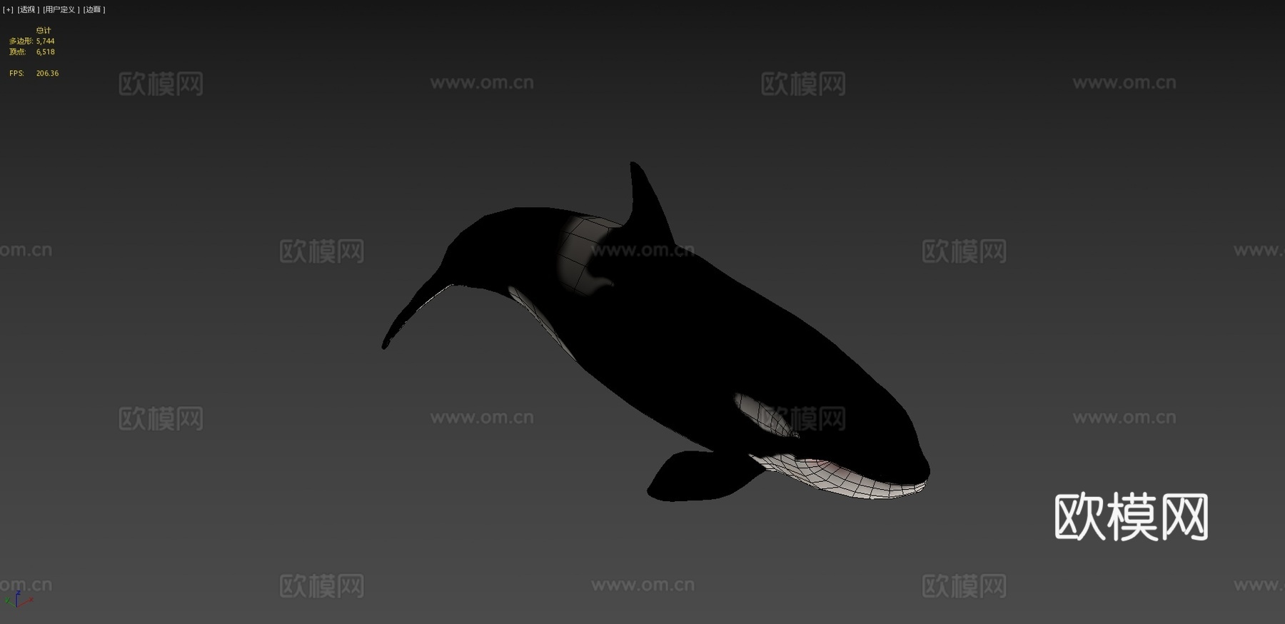 雌性虎鲸3d模型