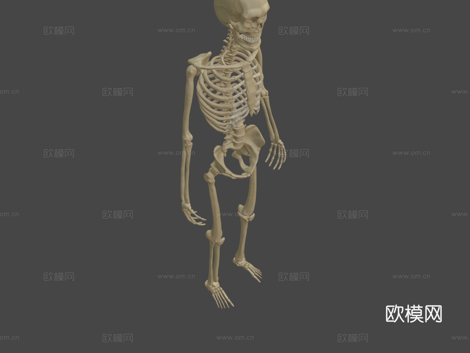剥皮骨骼3d模型
