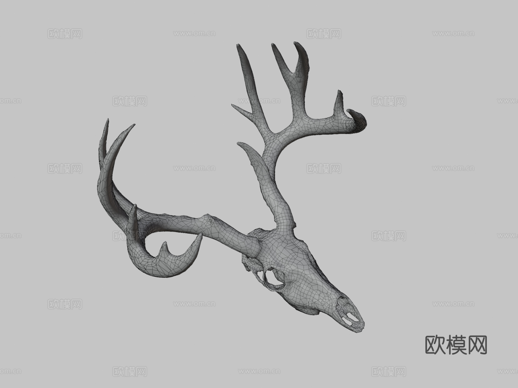 白尾鹿头骨3d模型