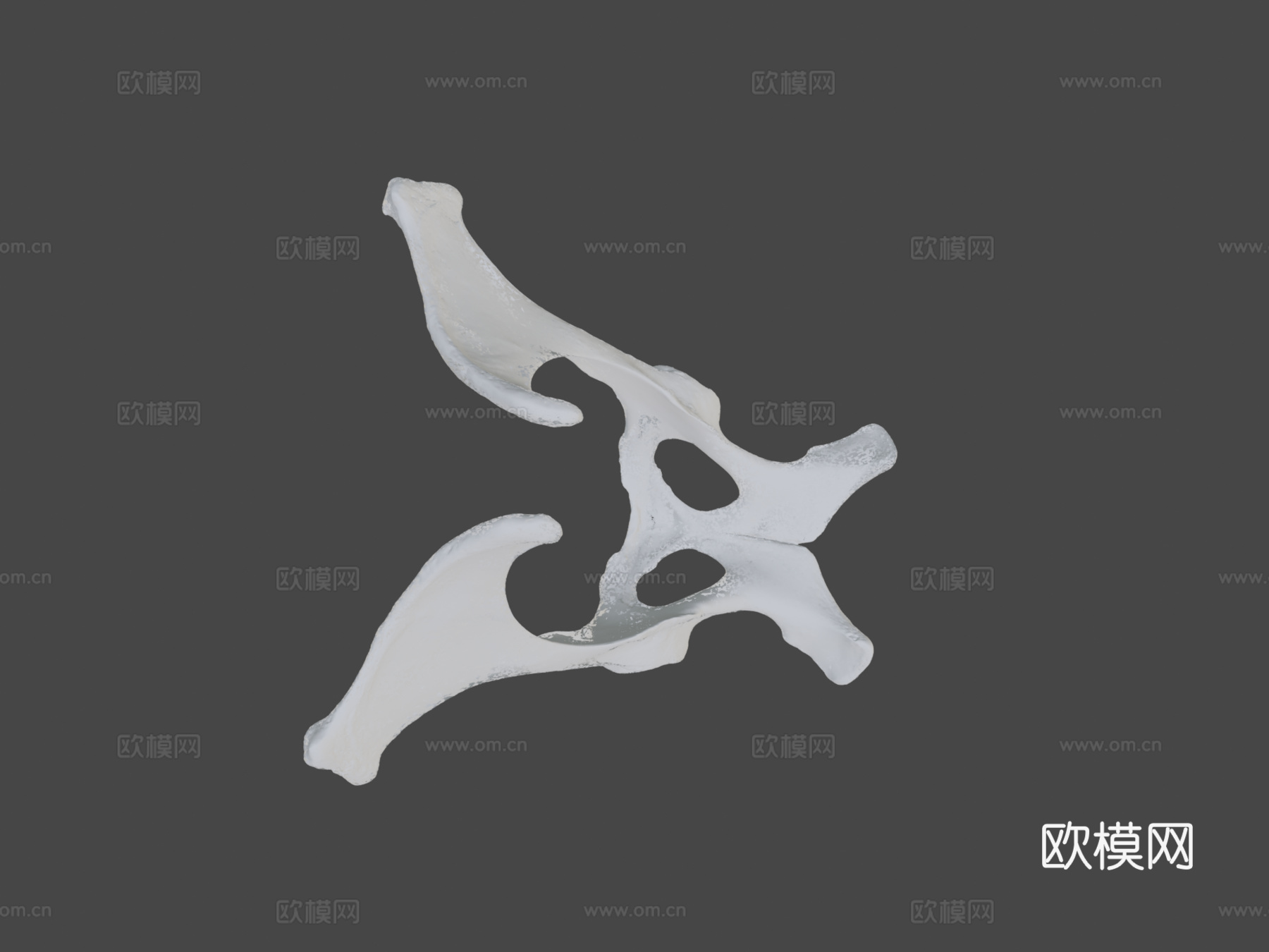 骨盆(髋骨)驴子3d模型