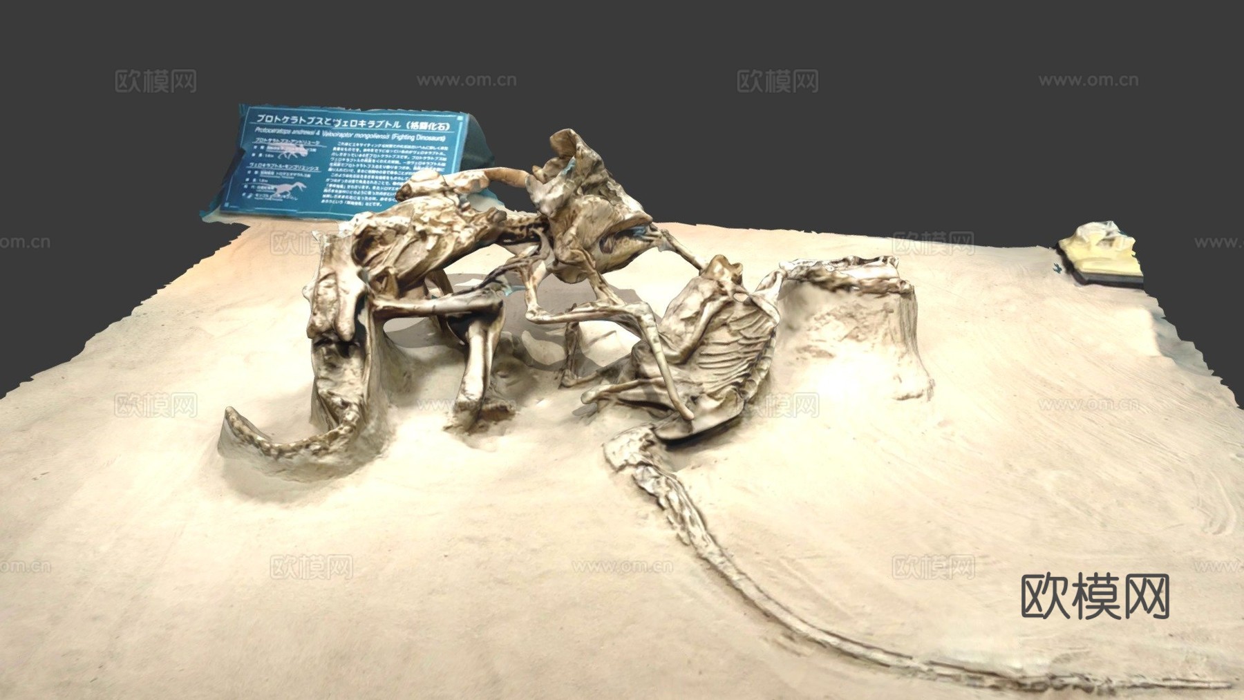 战斗恐龙3d模型
