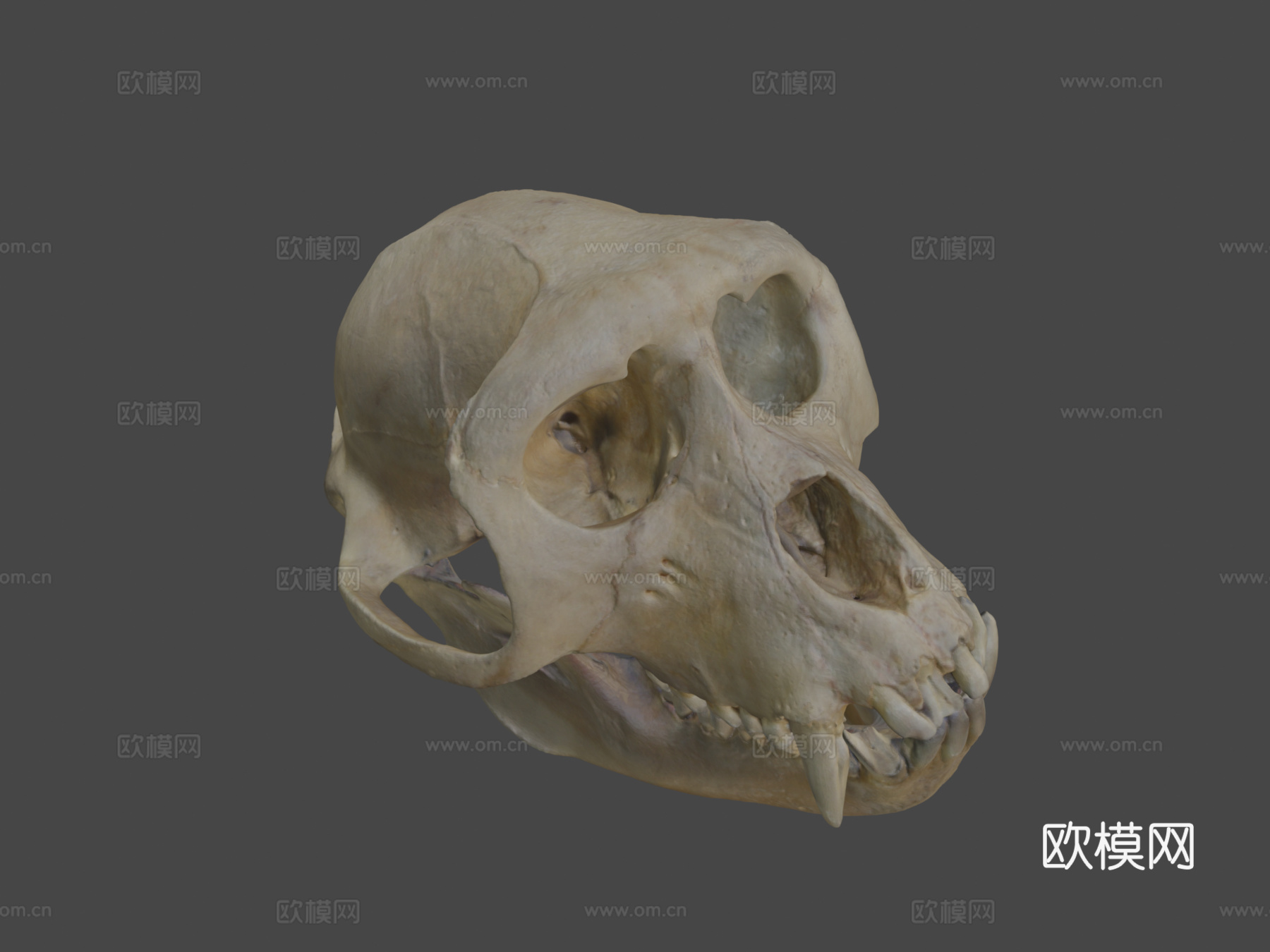 猕猴头骨3d模型
