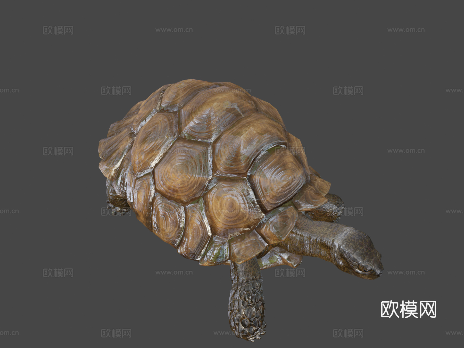 苏卡达陆龟01号3d模型