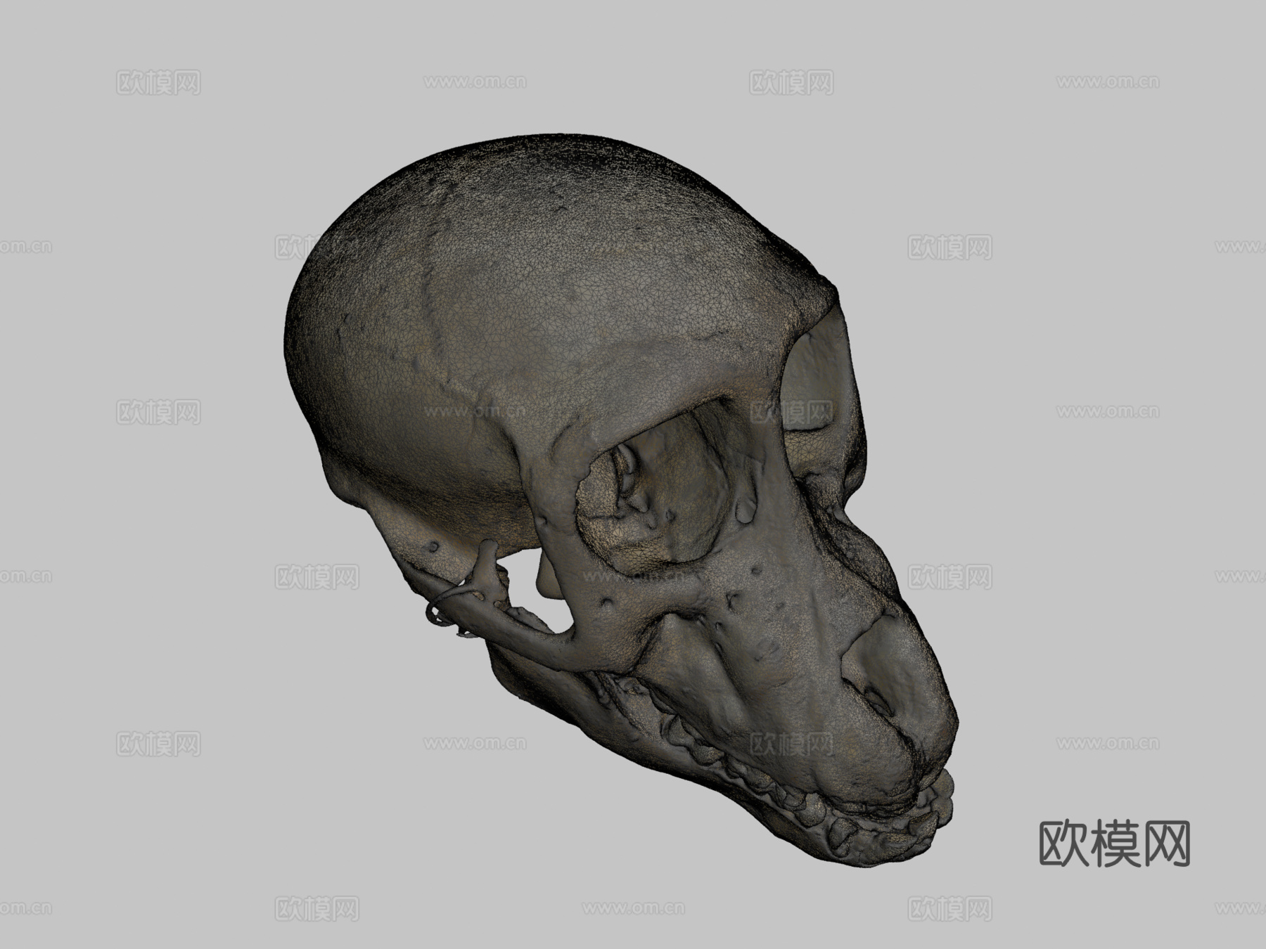 查克玛狒狒头骨3d模型