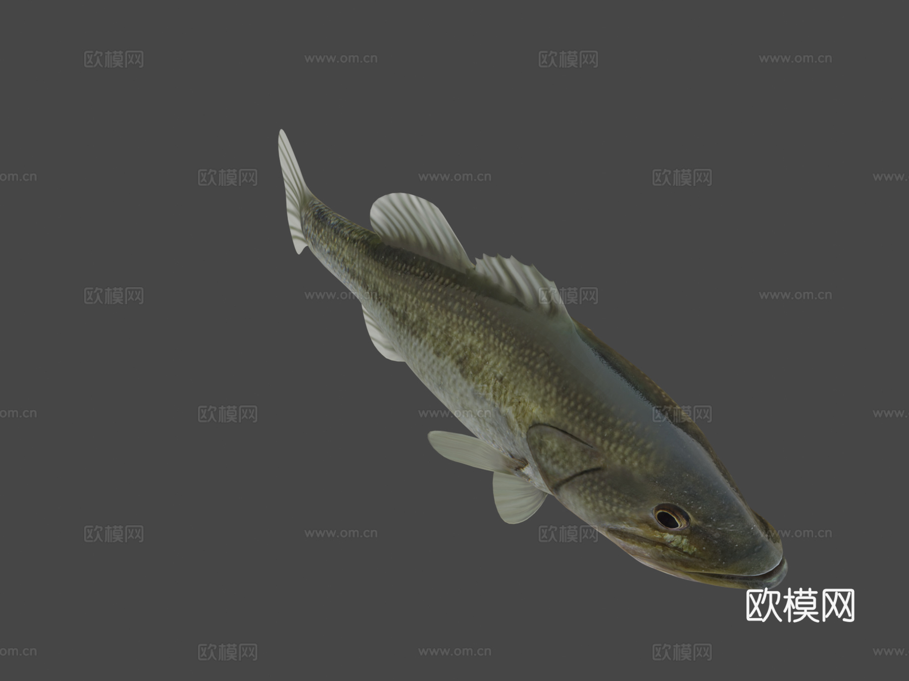 A型-大口黑鲈3d模型