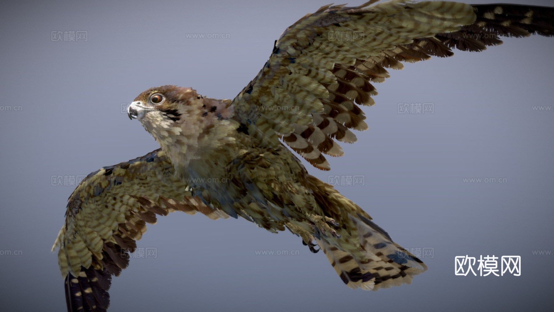 褐隼3d模型